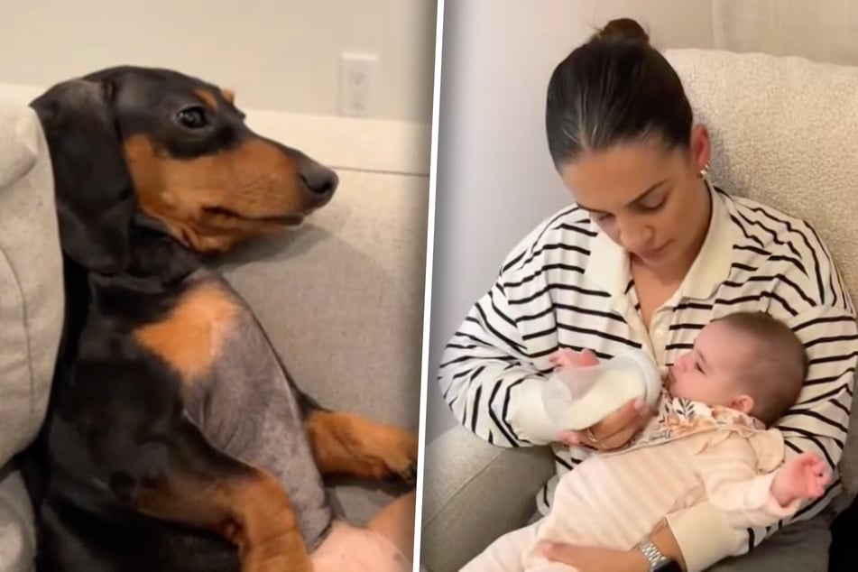 El dachshund debe aceptar al bebé: su mirada hace que broten lágrimas de risa