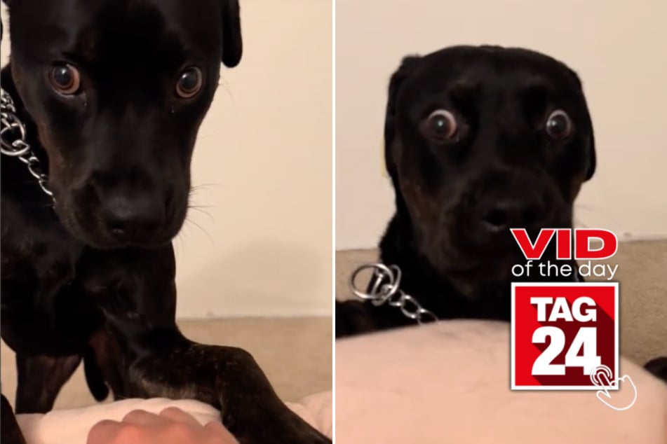 viral videos: Viral Video of the Day for August 11, 2024: Rottweiler left in complete shock by one simple command!