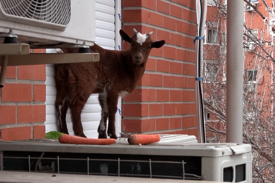 Die spanische Feuerwehr hat in Madrid diese Ziege gerettet, die sich irgendwie auf die Fensterbank im fünften Stock eines Hauses verirrt hatte.