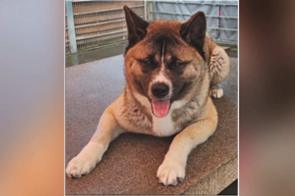 Der amerikanische Akita-Rüde Bobby kam aufgrund einer Sicherstellung in die Obhut des Frankfurter Tierheims.