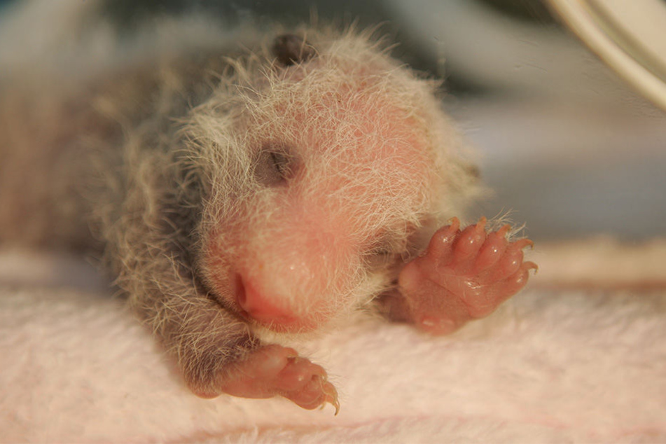 Hello, da bin ich. Der süße Panda-Nachwuchs ist klein, rosa und hat noch kaum Haare.