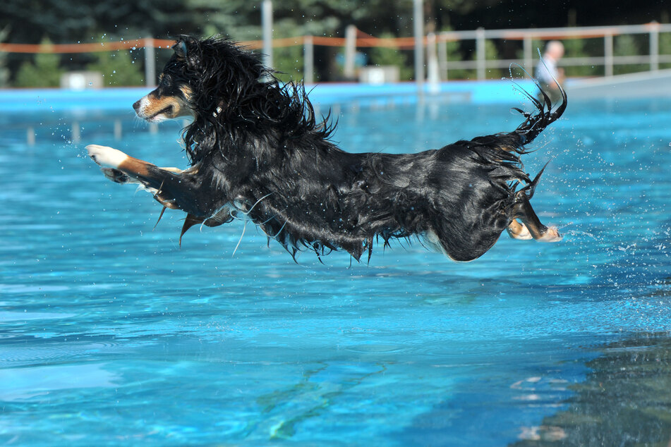 Beim Hundeschwimmen geht es schon mal mit einem eleganten Sprung ins kühle Nass.