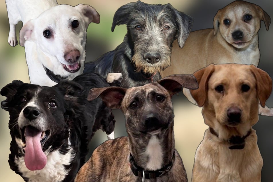 Diese Hunde suchen unter anderem ein neues Zuhause. (1. Reihe, v.l.n.r.: Mariechen, Butz, Ami; 2. Reihe, v.l.n.r.: Siri, Peri, Pauli)
