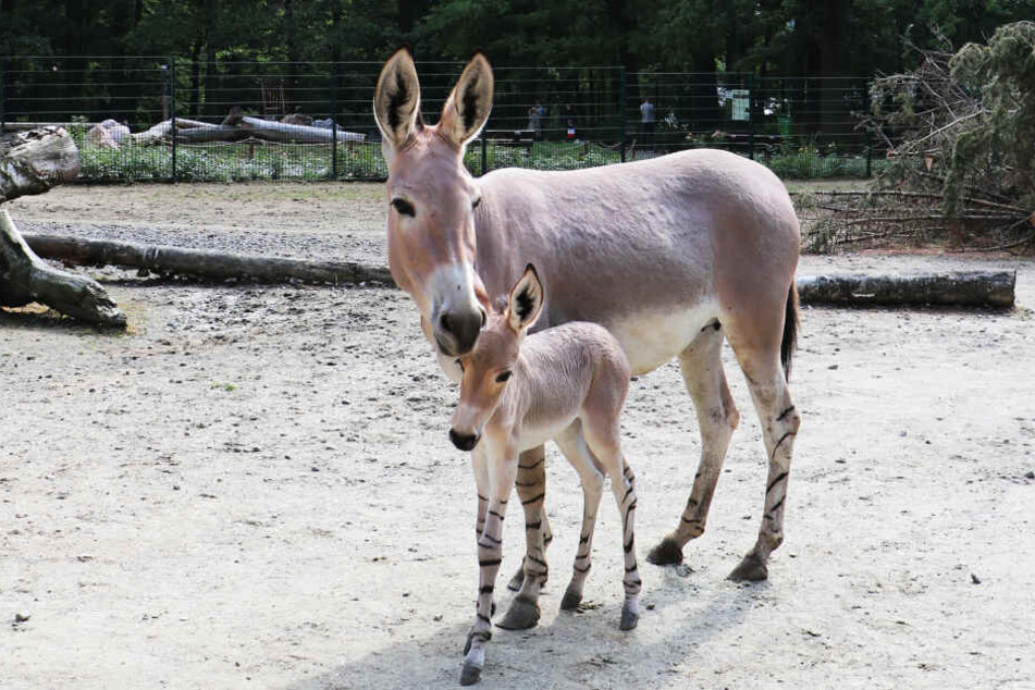 Auch bei den Wildeseln gab es Nachwuchs.