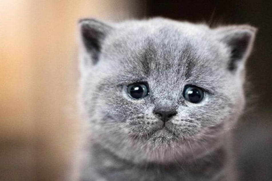 Most people are heartbroken over images of crying cats.