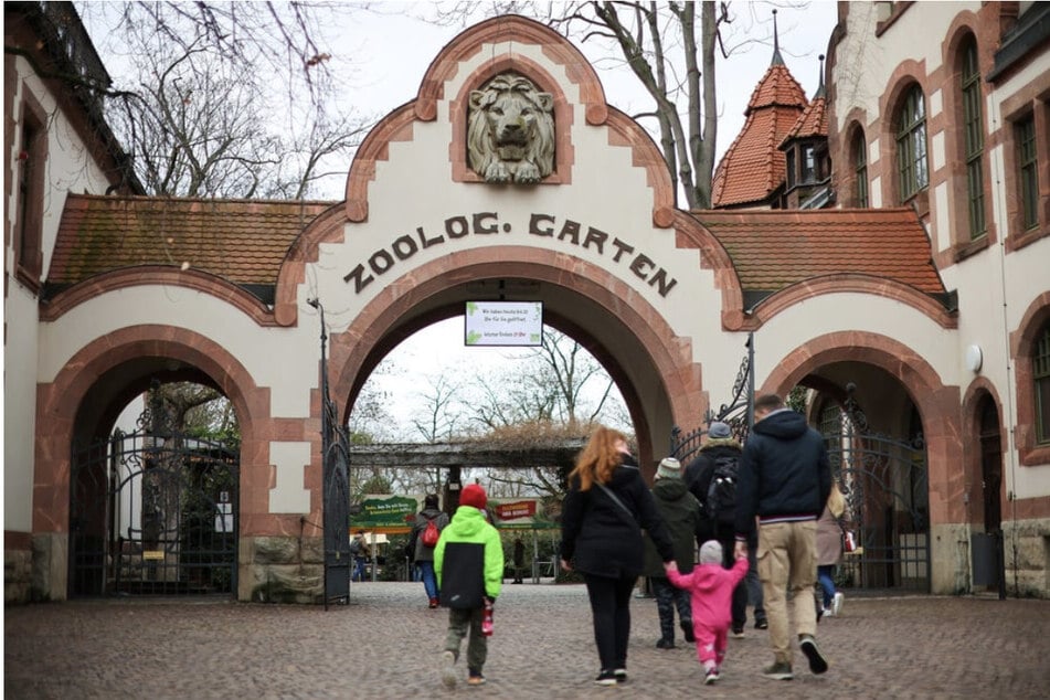 Die Orang-Utans gehören zu den Haupt-Attraktionen im Leipziger Zoo.