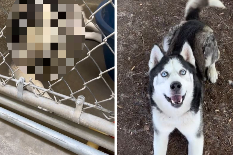 Tierheim zeigt Fotos eines neuen Huskys: Wie sich das Tier nach 431 Tagen verändert hat, ist herzzerreißend