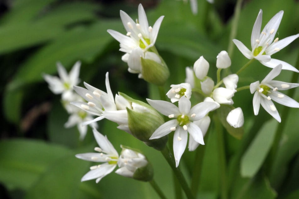 Blüten des Bärlauch.