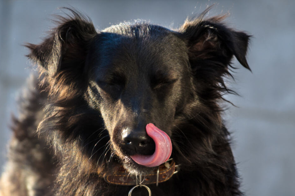 Hunde lecken ihre Besitzer gerne mit der Zunge ab. (Symbolbild)