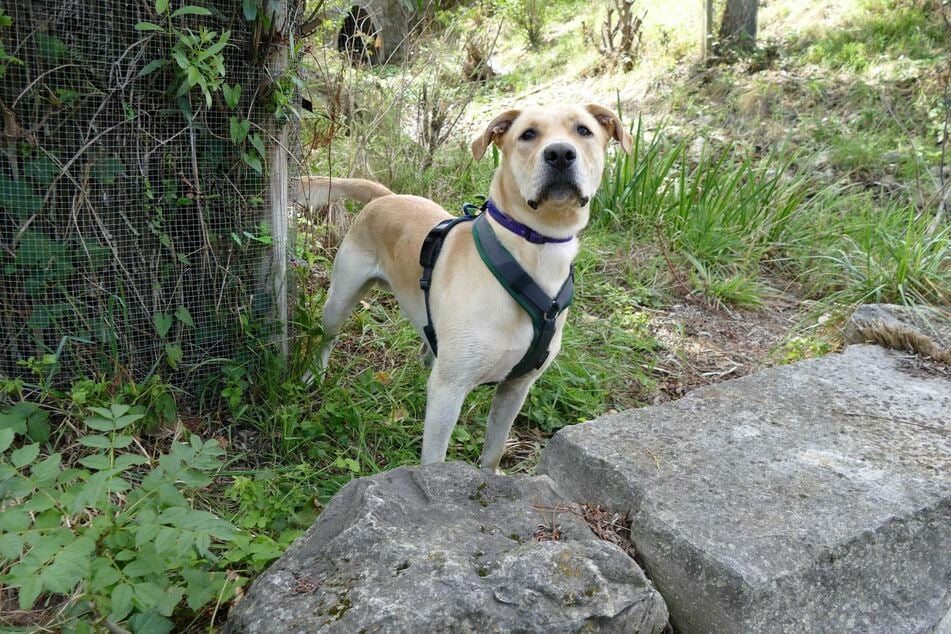 Max ist ein abenteuerlustiger Hund, der gern gemeinsam mit souveränen Haltern wachsen möchte.