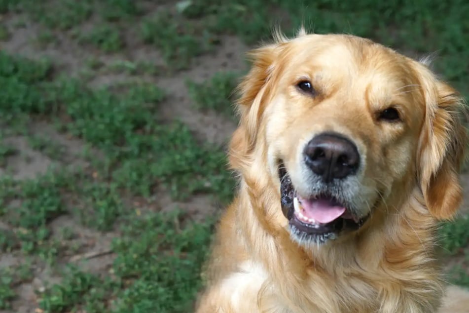 Golden Retriever sucht Familie: Wer schenkt Wirbelwind Brausi ein Zuhause?