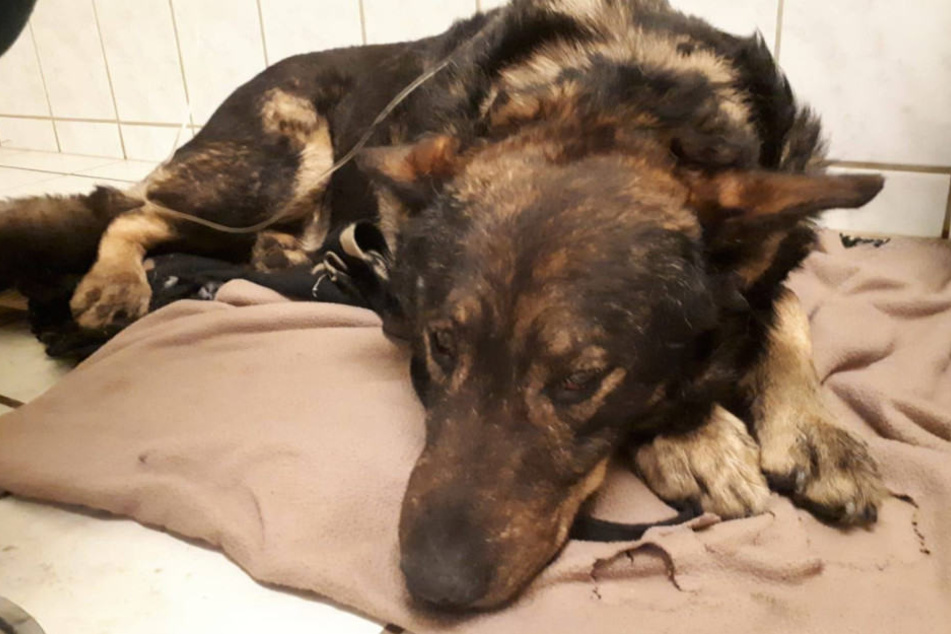 Mit diesem Bild sucht die Tierschutzliga Stiftung Tier und Natur nach einem neuen Zuhause.