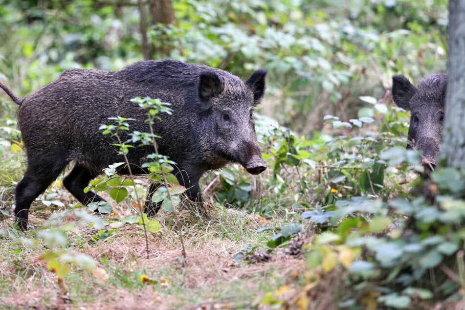 Überträger: Wildschweine schleppen die Afrikanische Schweinepest (ASP) von Polen nach Deutschland ein. Nun wurde ein erster Fall in Brandenburg bestätigt. Nun fürchten sächsische Züchter um ihre Bestände.
