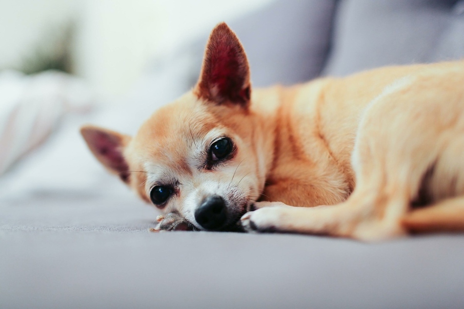 Older dogs are often low on energy, so they are very grateful for a quiet, warm place to snooze in.