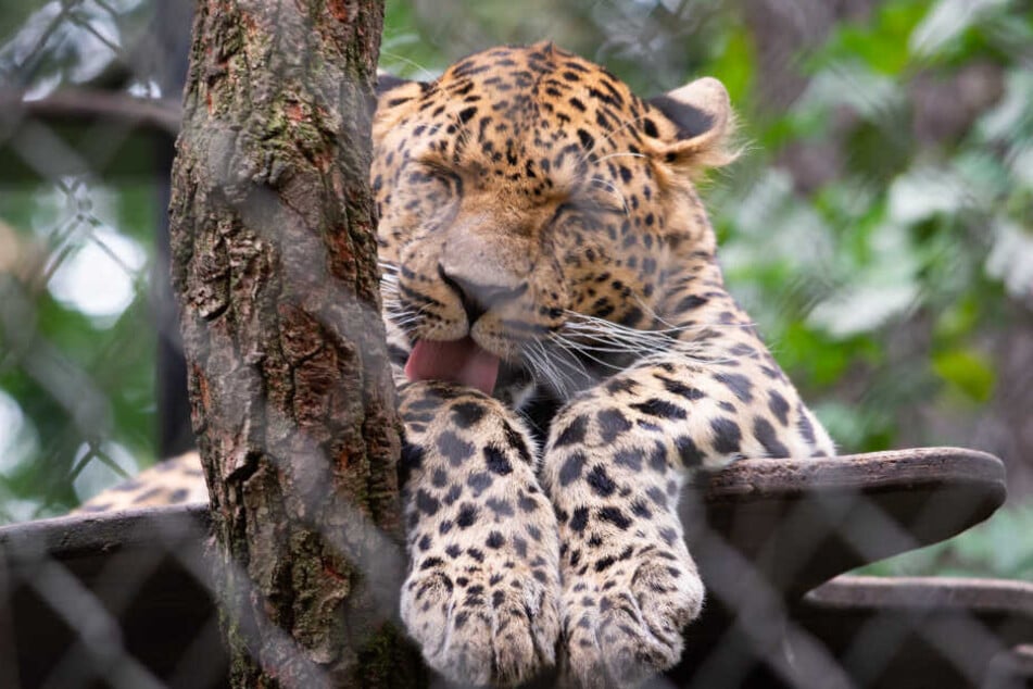 Der Tierpark trauert um Leopardin Mor.