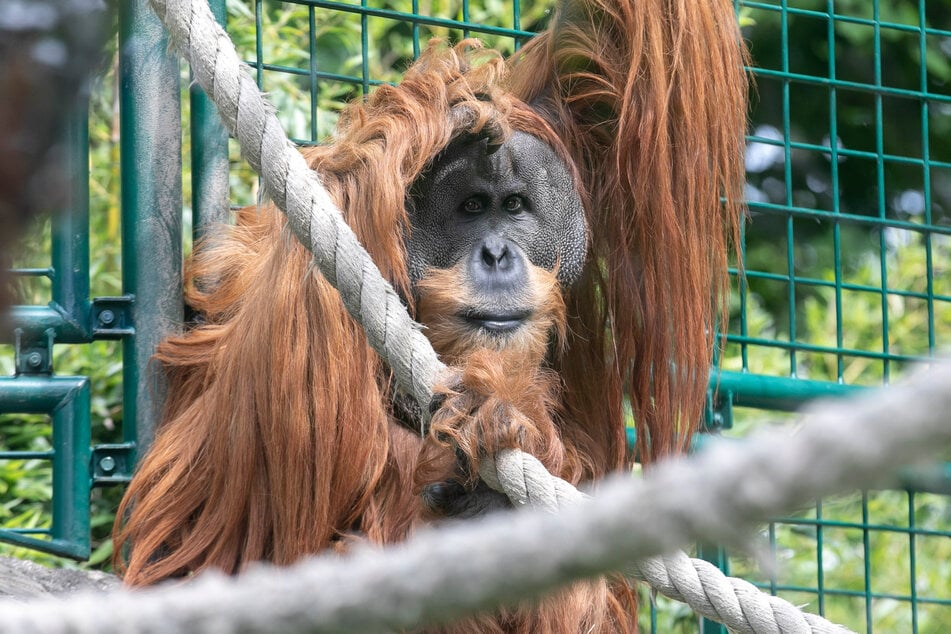 Trotz deutlicher Proteste gibt die Stadt dem Zoo ein zwölf Millionen Euro schweres Darlehen für ein neues Orang-Utan-Haus. Die Dresdner sollen jetzt auch profitieren.