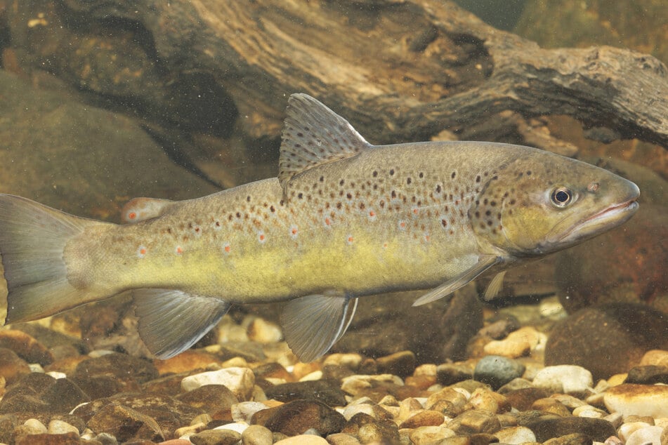Bachforellen reagieren empfindlich auf verunreinigte Gewässer.