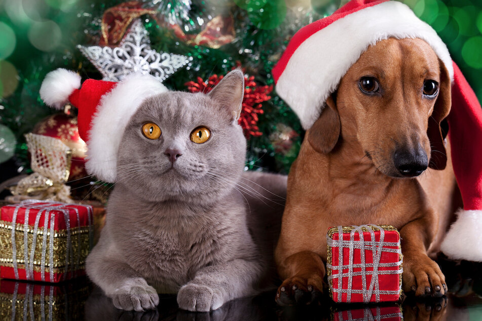Tierschützer warnen: Weihnachten keine Hunde und Katzen schenken!