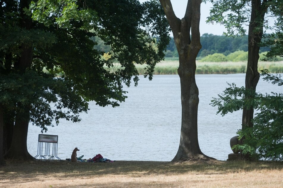 Am Dippelsdorfer Teich entsteht die Uferzone. (Archivbild)