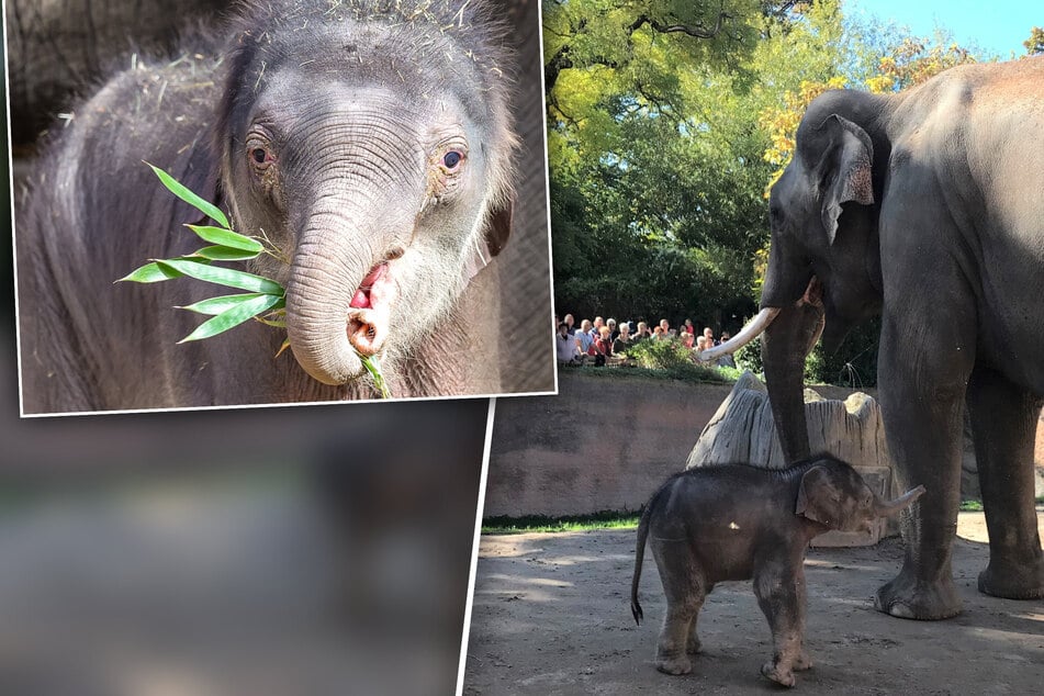 Elefantenbaby im Zoo Leipzig: Aufregung bei Zusammenführung mit Papa Voi Nam