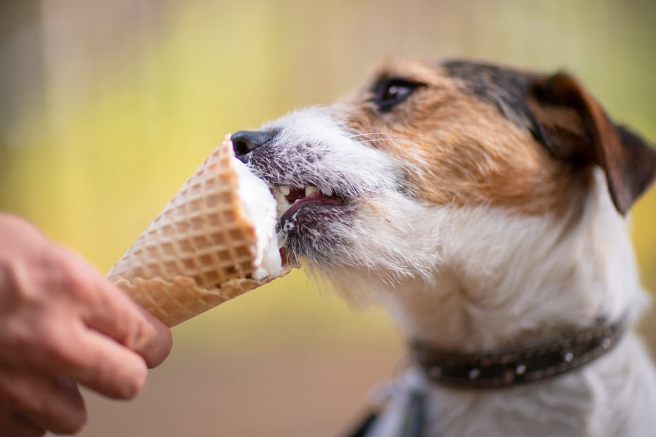 Für Hunde gibts was Neues im Tierfutter-Sortiment: Eis! (Symbolbild)