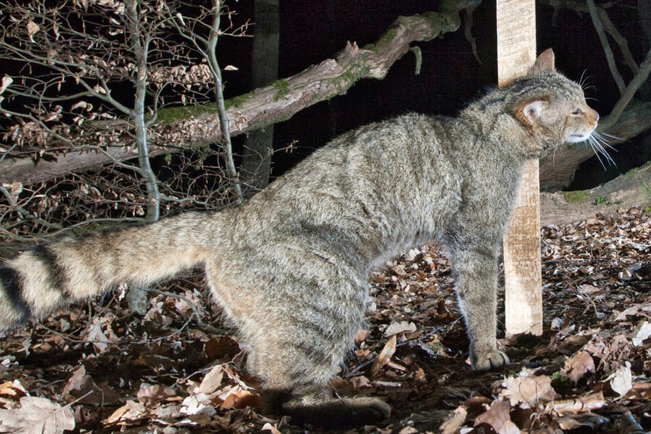 Wie viele Wildkatzen leben in Hessen? Naturschützer wollen mit Baldrian locken