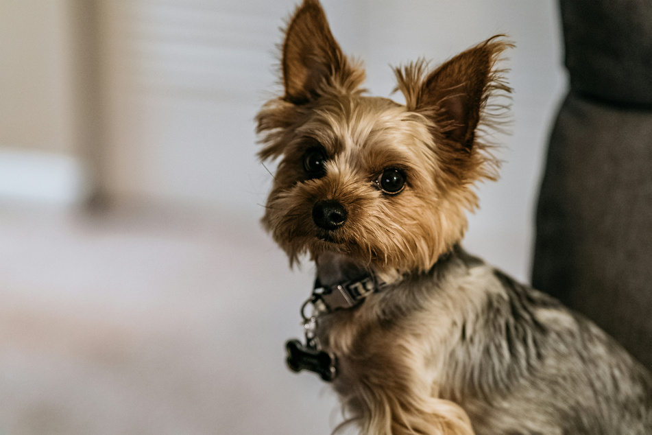 The Yorkshire terrier is one of the most controversial, yet popular, toy dog breeds.