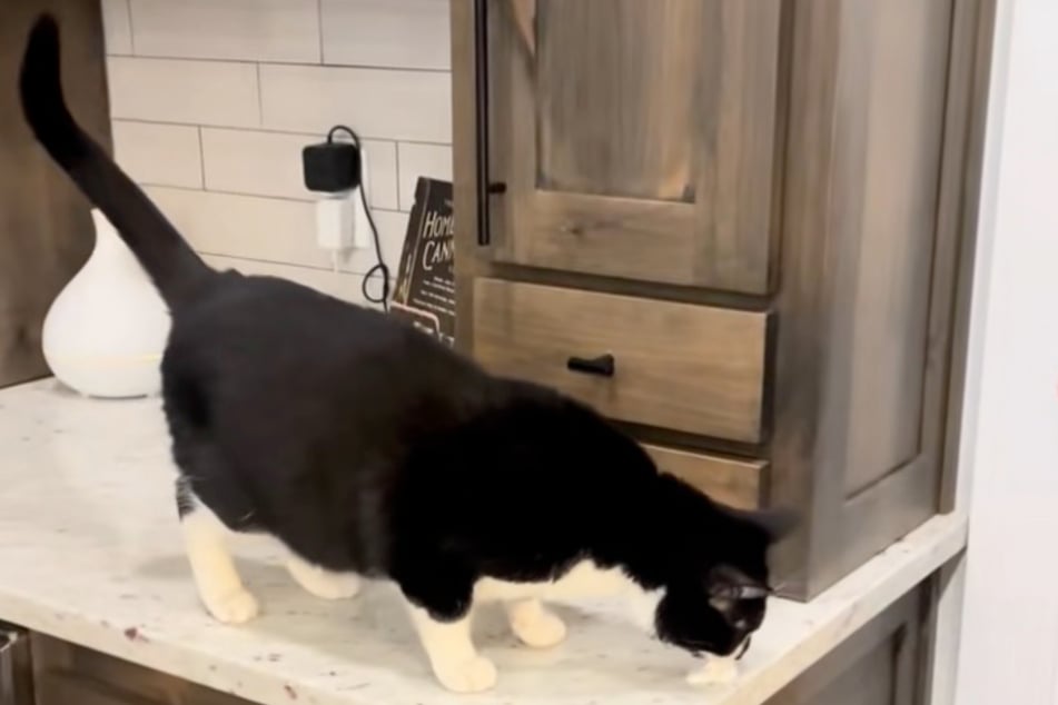 Kaum darf Sammy Schlagsahne schlecken, ist die linke Vorderpfote wieder völlig in Ordnung.