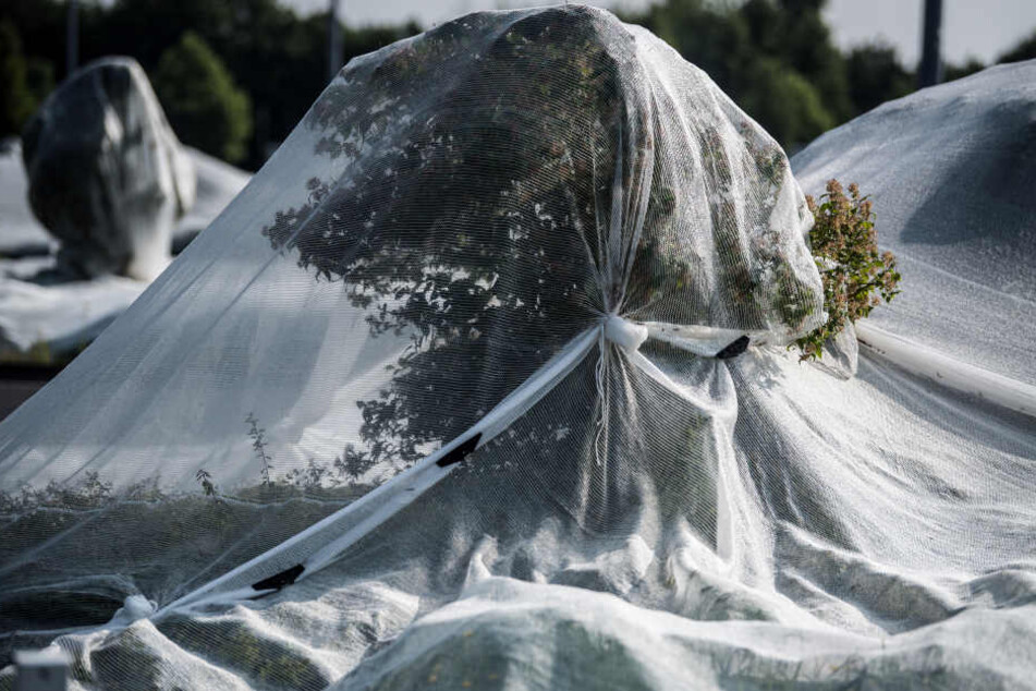 Anfang Juni wurden auf dem Gelände Bäume verhüllt, um Vogelbrut zu verhindern.