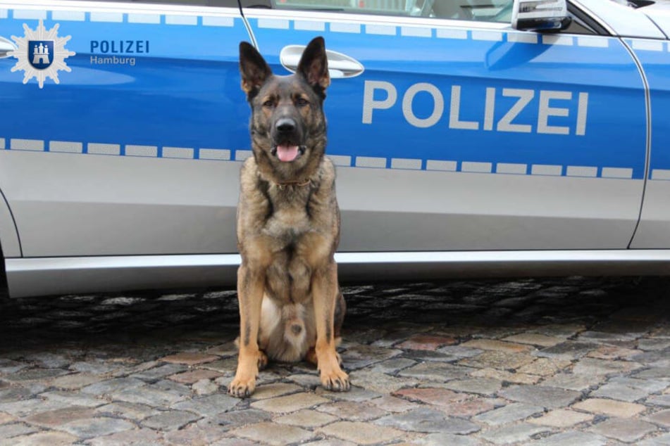 Polizeidiensthund "Balu" wurde beim Einsatz in der Hafenstraße fündig.