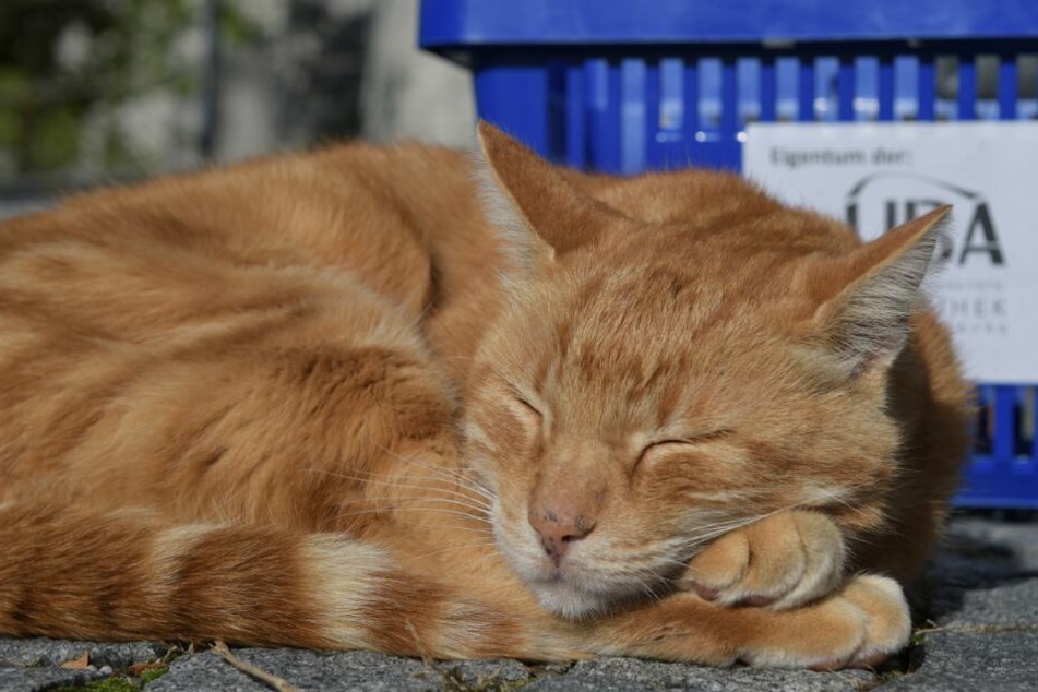 Auch für Katzen fordern die Tierschützer eine Registrierungspflicht.