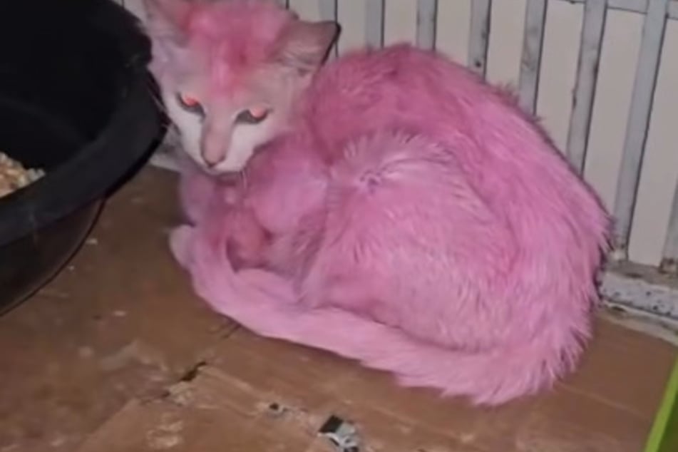 Die Katze lebt inzwischen in einer Pflegestelle.