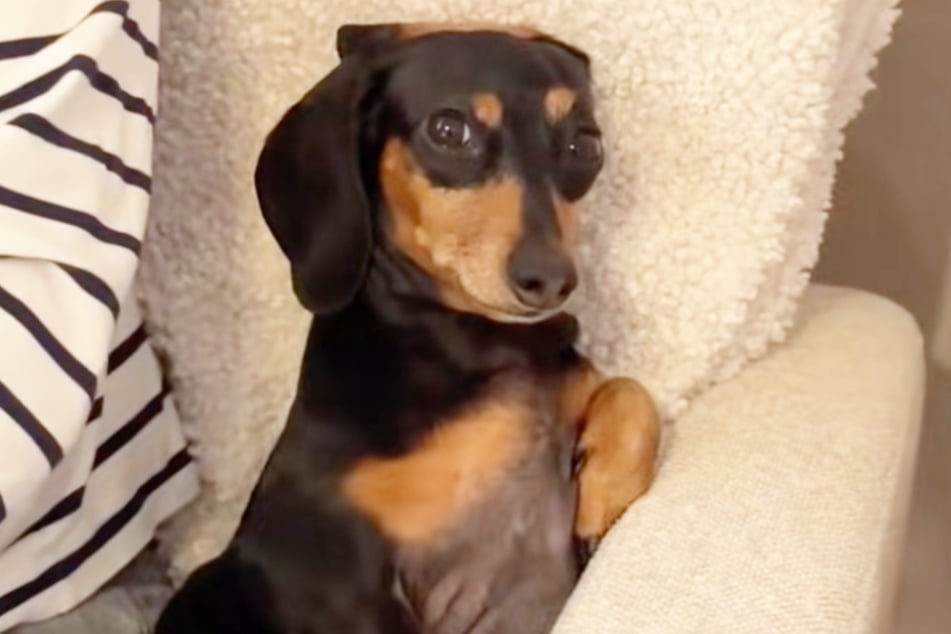 ¡Vaya! Esa mirada de perro salchicha no parece expresar alegría...