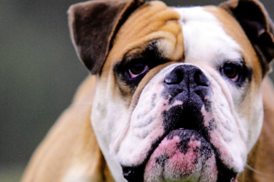 Ein Continental Bulldog. (Symbolbild.)