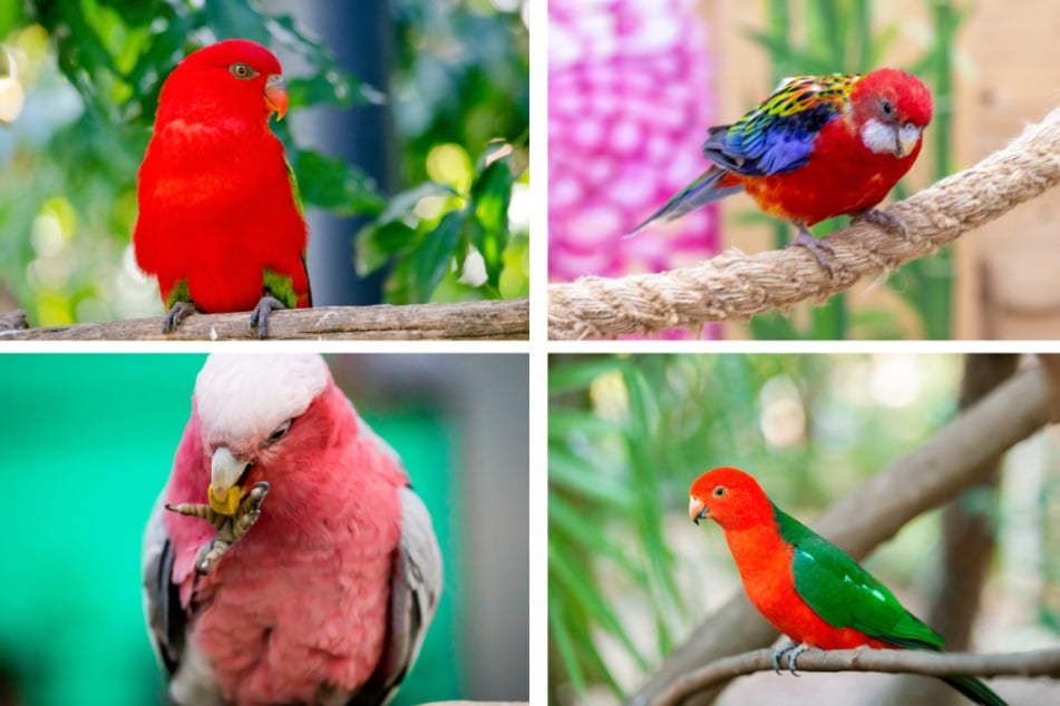 Diese Vögel sehen Wellensittichen ähnlich: Lori, Rosellasittich, Rosakakadu, Königssittich (von li. oben nach re. unten).
