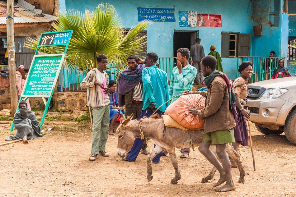 Esel sind in vielen afrikanischen Ländern wichtige Nutztiere.