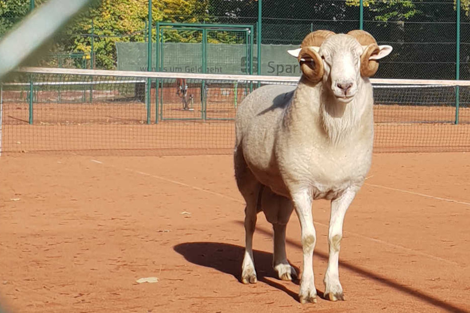 Der Schafbock auf dem Tennisplatz verlor die Partie und wurde eingefangen.