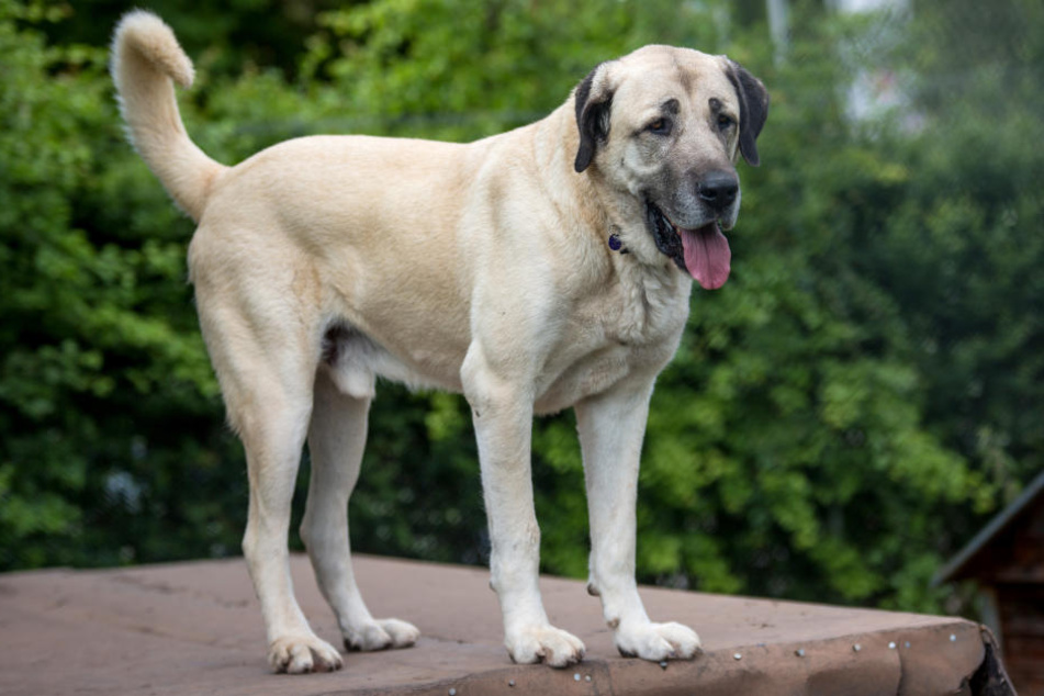Ein Mann quälte seinen Hund - jetzt wurde er verurteilt. (Symbolbild)