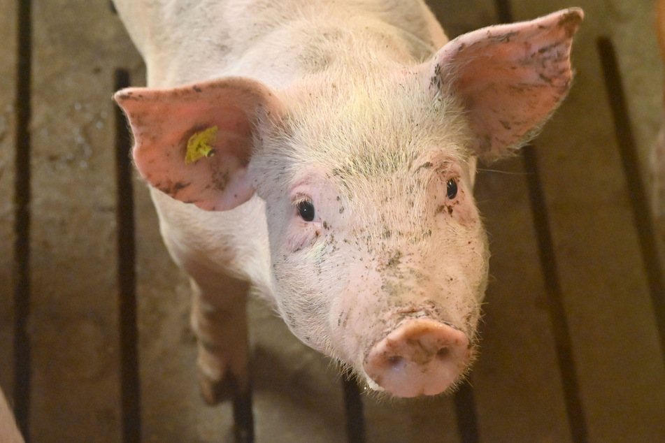 In einem Schweinemast stehen meist 3000 Tiere dicht an dicht.