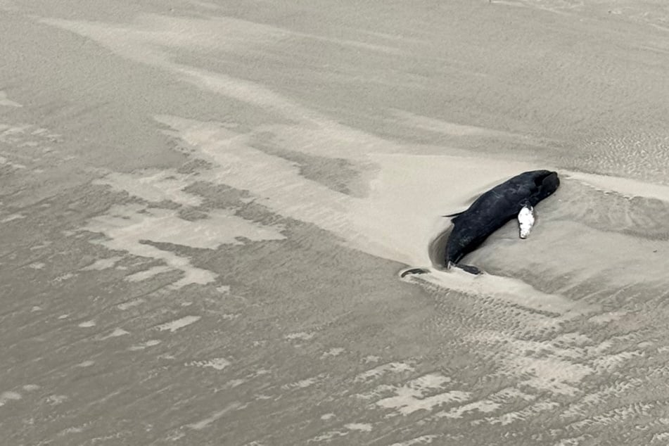 Der Wal soll auf einer Sandbank der unbewohnten Insel Minsener Oog liegen.