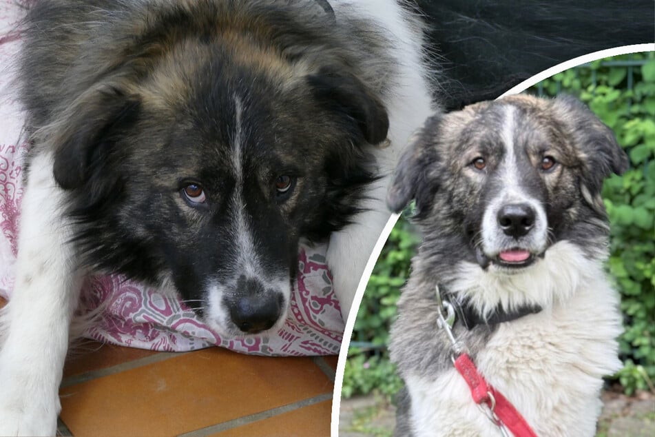 Flauschiger Riese: Junger Hund hofft auf Happy End