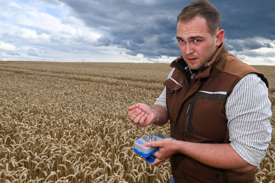 Die vielen Niederschläge der vergangenen Tage drücken die Stimmung vieler Bauern. Der Vorstand der Reinholdshainer Agrargenossenschaft, Christoph Proft (27), beim Bestimmen des Kornfeuchtegehaltes im Getreide.