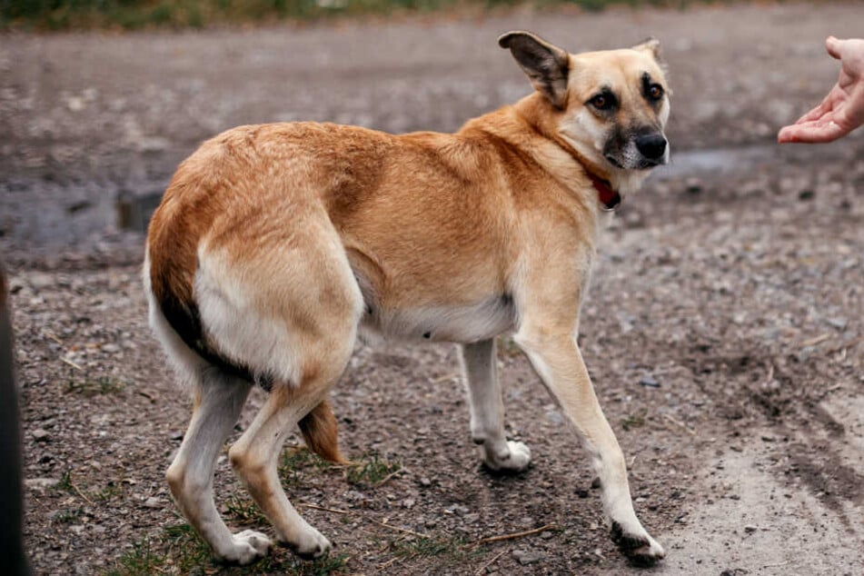Dem Mischling wurde von seiner Besitzerin übel mitgespielt. (Symbolbild)