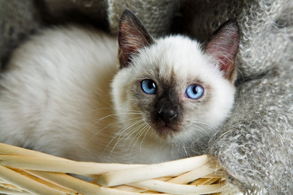 There are few cats more noticeable than those with blue eyes.
