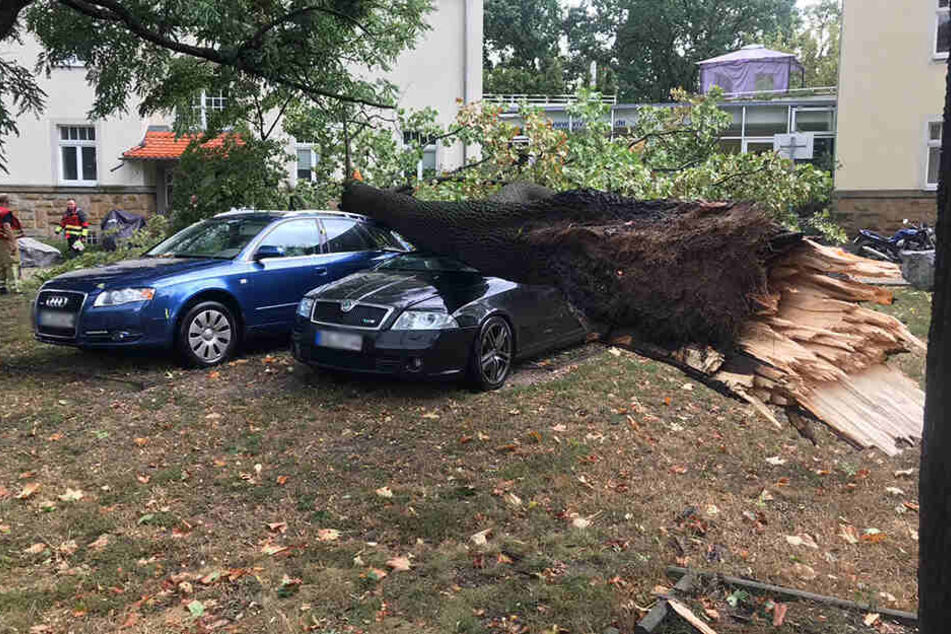 Der Baum erwischte vor allen Dingen einen schwarzen Skoda.