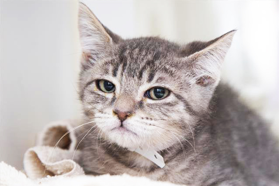 Diese Katze straft nicht nur das Internet mit ihrem Blick, vor allem ihr Besitzer muss darunter leiden.
