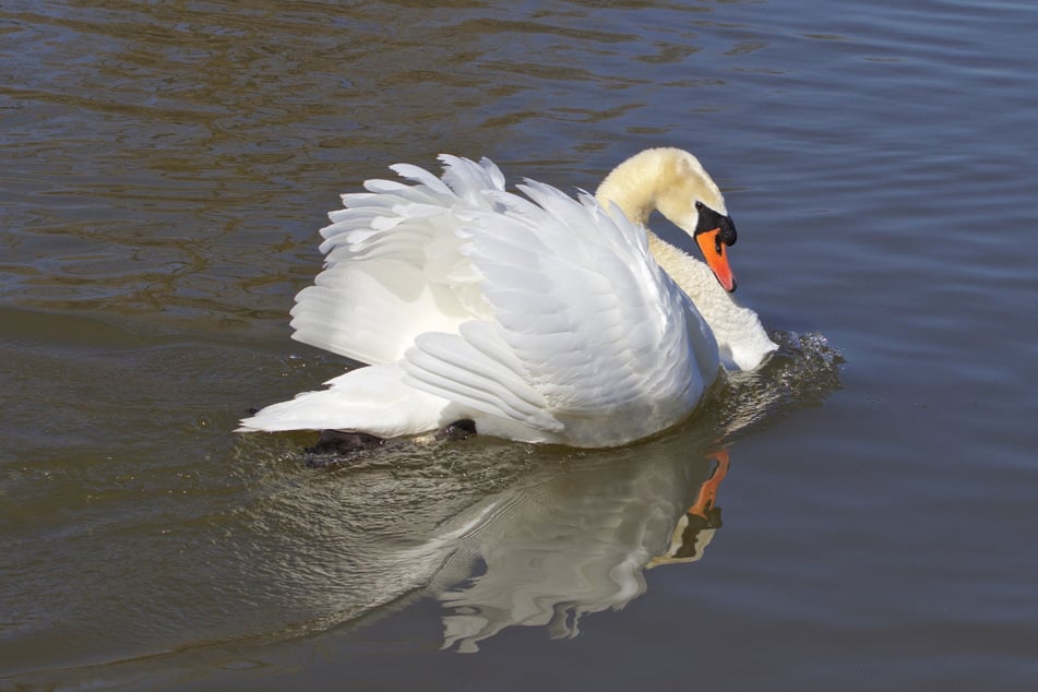 Die Polizei sucht nach einem Mann, der einen Schwan mit einer Reitgerte geschlagen hat. (Symbolbild)