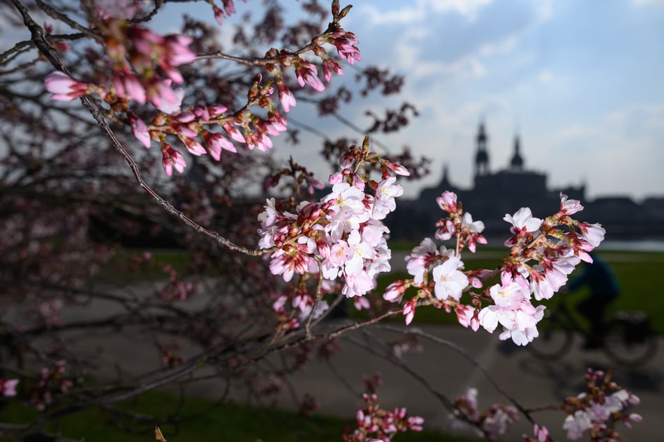 Am Donnerstag zeigten sich erste Blüten einer Zierkirsche vor der historischen Altstadtkulisse nahe dem Elbufer. (Archivfoto)