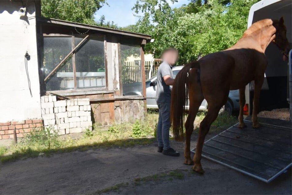 Vier Pferde wurden vom Veterinäramt beschlagnahmt.