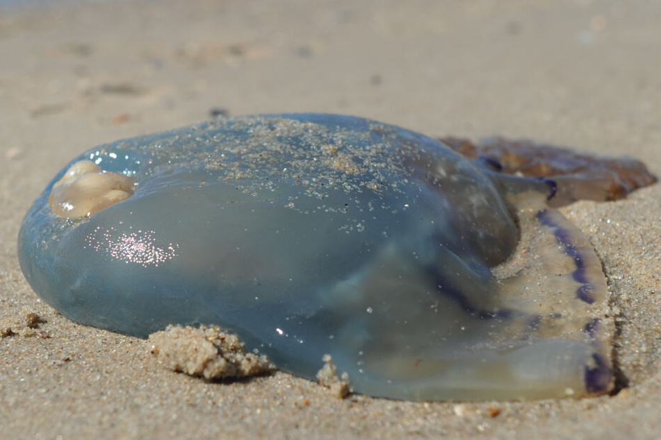Eine tote Qualle am Strand (Symbolbild).